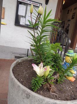 होटल Gasthof Hirschen In Wilderswil 3*